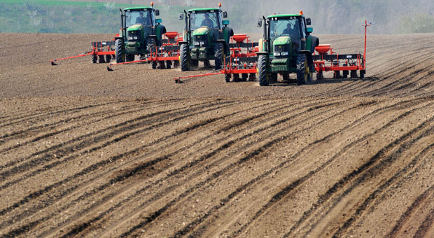 Кукуруз садимо на милион хектара, биће мање сунцокрета и соје: Ниске цене смањиле засејане површине